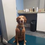Gresham Veterinary Hospital