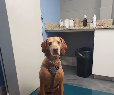 Gresham Veterinary Hospital