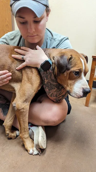 Athens Animal Clinic Picture 2