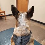 Athens Animal Clinic
