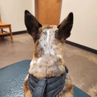 Athens Animal Clinic ico