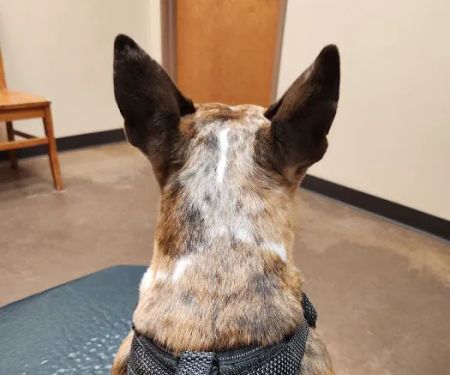 Athens Animal Clinic