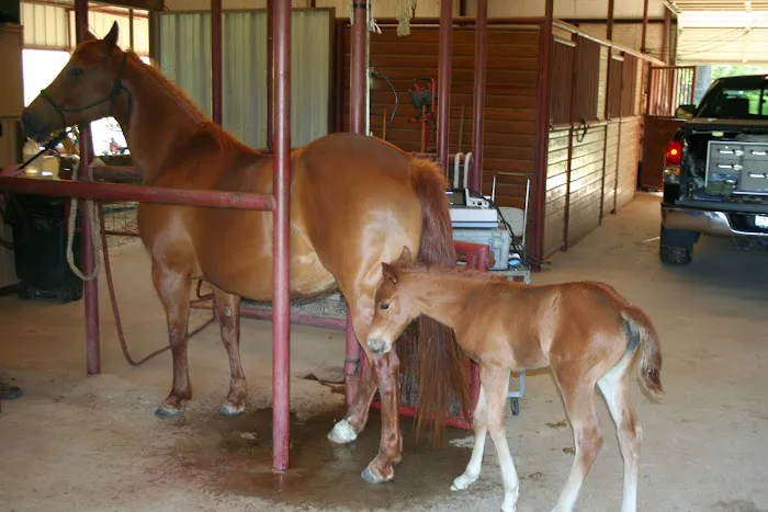 Adcock Veterinary Service Picture 1