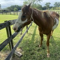 Cedarcrest Farm & Equine Clinic: Hicks Steve DVM ico