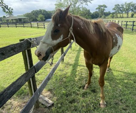 Cedarcrest Farm & Equine Clinic: Hicks Steve DVM