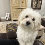 Flint Veterinary Clinic