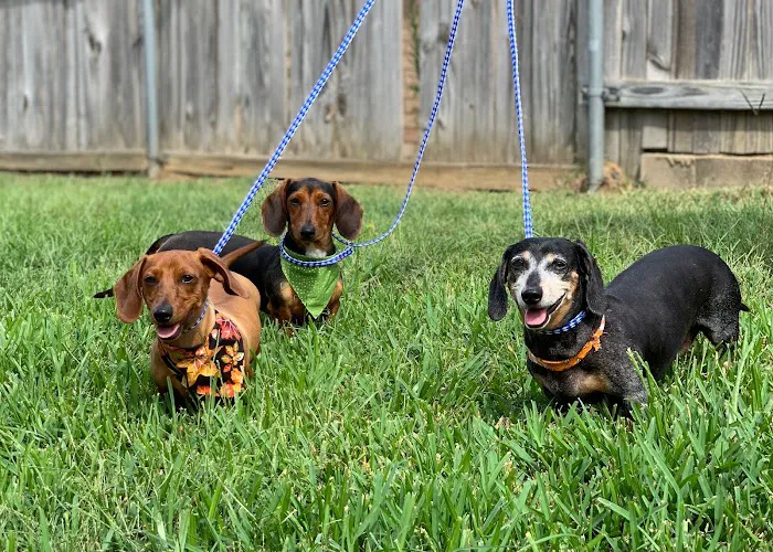 Premier Veterinary Hospital Picture 3