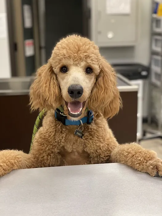 Premier Veterinary Hospital Picture 10