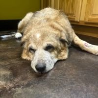 The Vet On Broadway ico