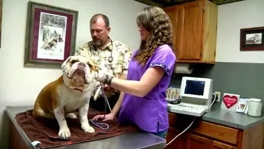 Our Family Vet - Bullard Picture 1