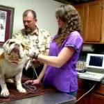 Our Family Vet - Bullard