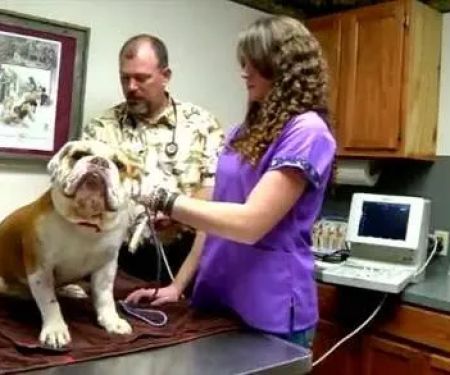 Our Family Vet - Bullard