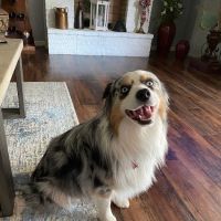 Banfield Pet Hospital ico