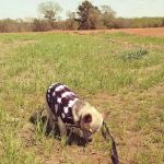 McDermott Vet Practice