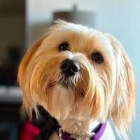 Sabine River Veterinary Clinic ico