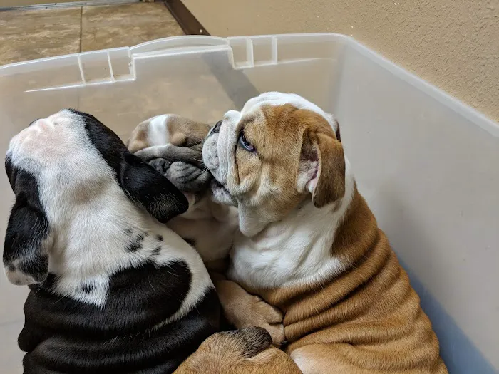 Spencer Veterinary Services Picture 1