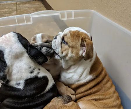 Spencer Veterinary Services