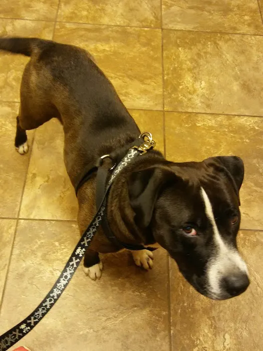 Spencer Veterinary Services Picture 3