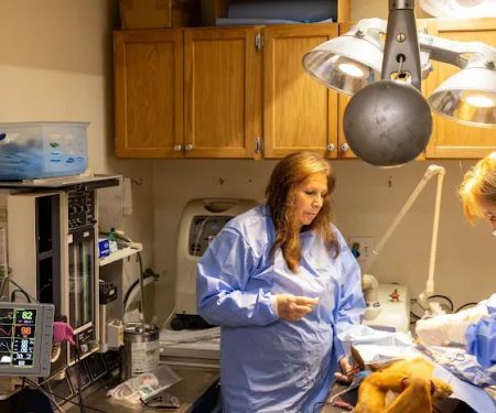Animal Medical & Surgical Hospital