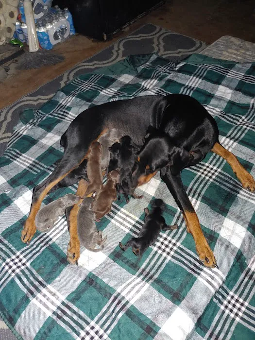 Animal Medical & Surgical Hospital Picture 2