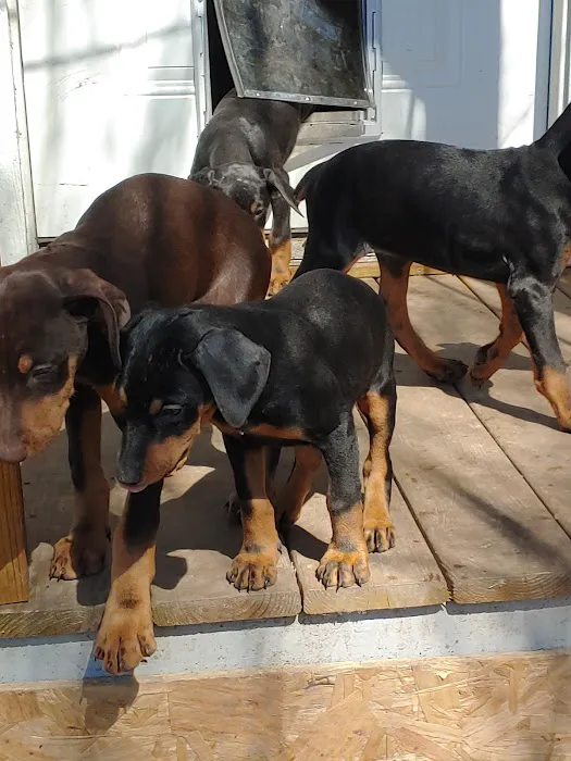 Animal Medical & Surgical Hospital Picture 5