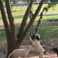 Wright's Veterinary Clinic ico