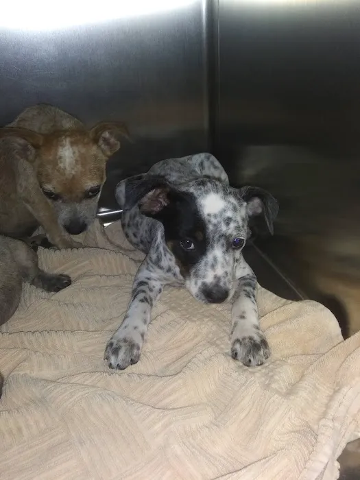 Wright's Veterinary Clinic Picture 4