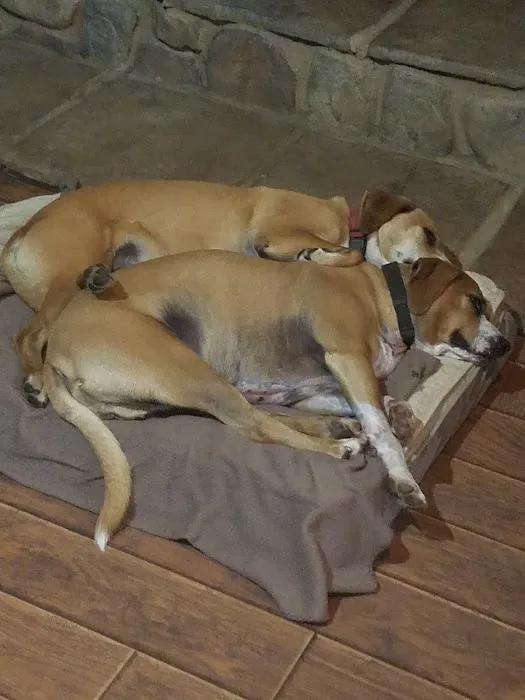 Wright's Veterinary Clinic Picture 7