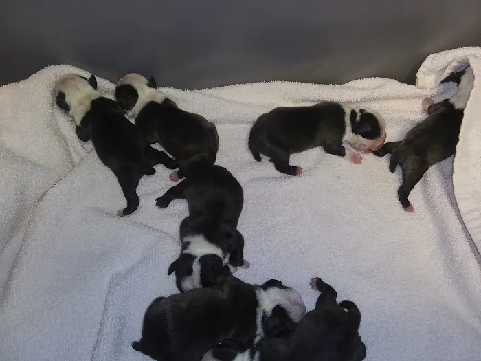 Wright's Veterinary Clinic Picture 10