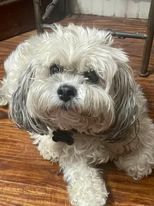 University Animal Clinic Tyler Picture 4