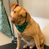 Animal Medical Center of Tyler ico