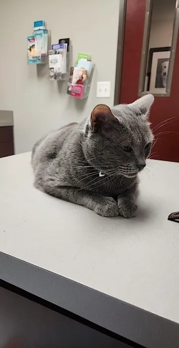 Animal Medical Center of Tyler Picture 4
