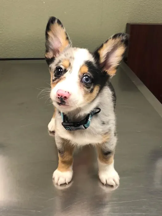 Animal Medical Center of Tyler Picture 6