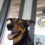 Pittsburg Veterinary Clinic