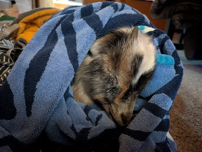 Pittsburg Veterinary Clinic Picture 10