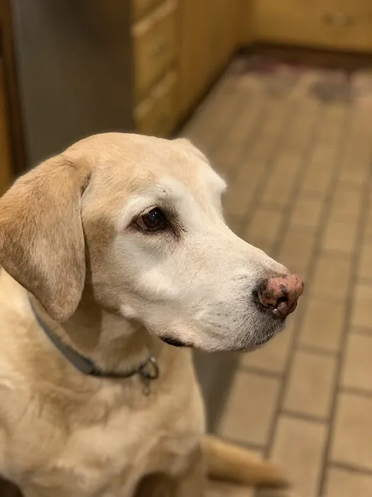 Pittsburg Veterinary Clinic Picture 8
