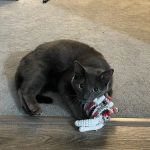 Veterinary Health Center