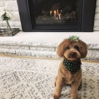 Cole Veterinary Hospital ico