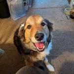 Mackinaw Veterinary Associates