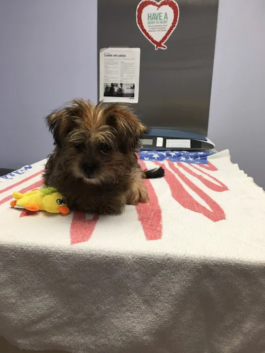 Mackinaw Veterinary Associates Picture 2