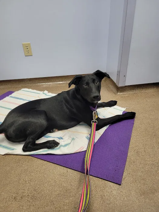 Mackinaw Veterinary Associates Picture 9