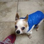 Shorkey, Kay L DVM