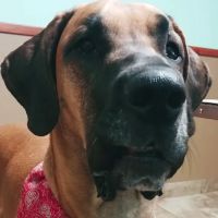 Bangor Veterinary Clinic ico