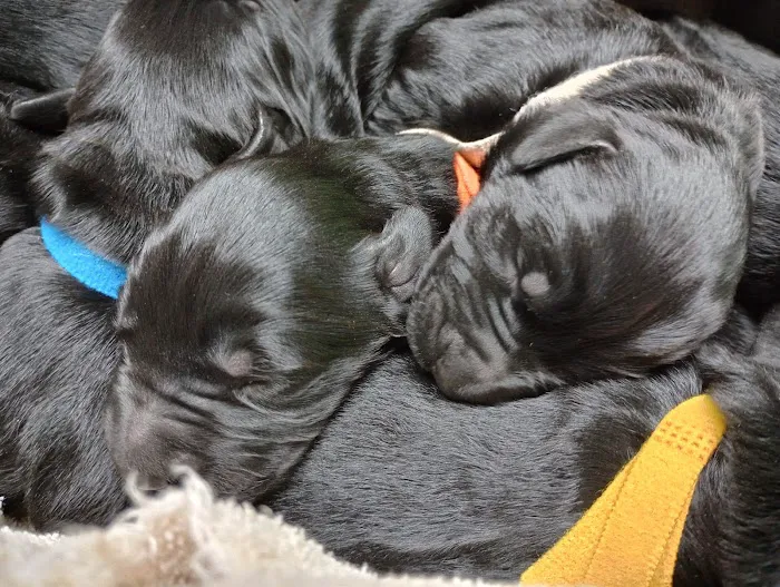 Bangor Veterinary Clinic Picture 4