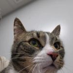 Bay Valley Animal Hospital