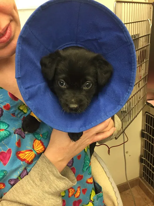 VCA Swartz Creek Animal Hospital Picture 4