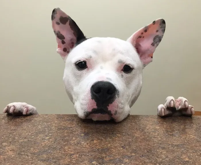 VCA Swartz Creek Animal Hospital Picture 5