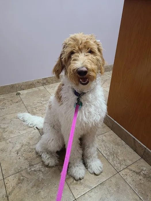 VCA Swartz Creek Animal Hospital Picture 8