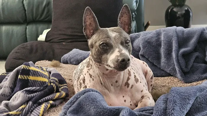 VCA Swartz Creek Animal Hospital Picture 9