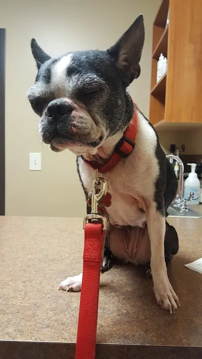 VCA Swartz Creek Animal Hospital Picture 10